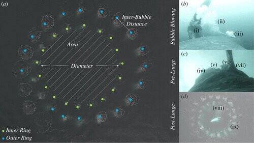 Bubble Net Metrics