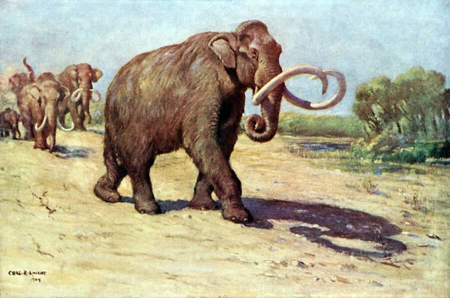 Texas Columbian Mammoth