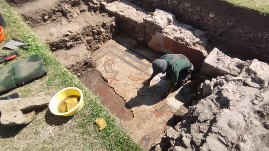 Roman Dolphin And Fish Mosaic