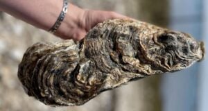 Five Pound Oyster Featured