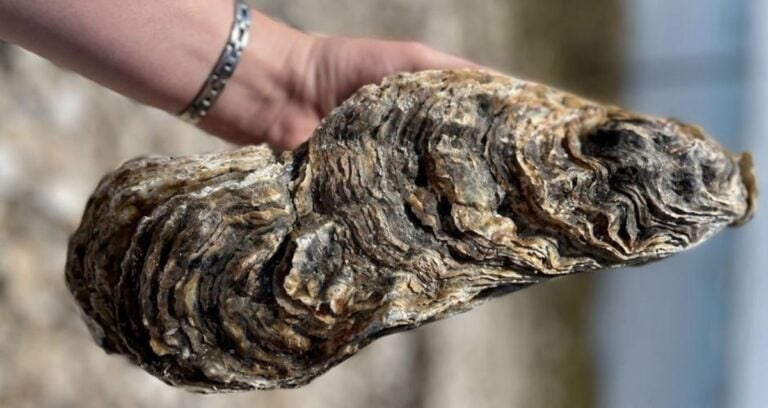 Five Pound Oyster Featured