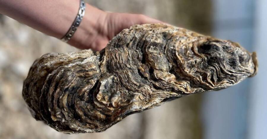 Five Pound Oyster