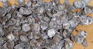 Glottertal Coin Hoard Featured