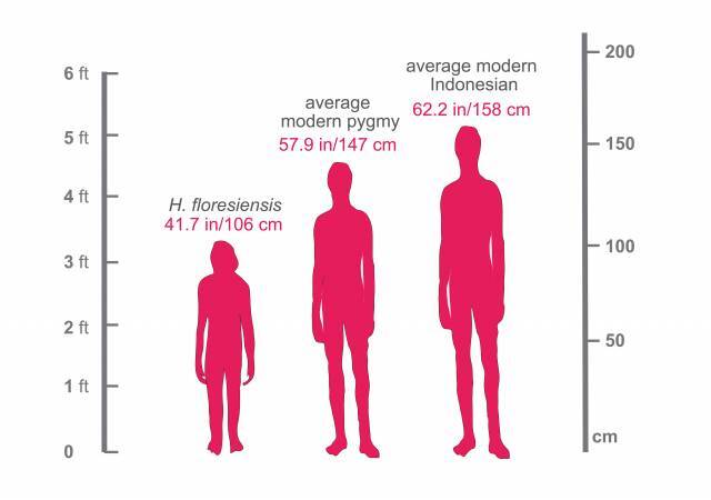 Hominin Height Comparison