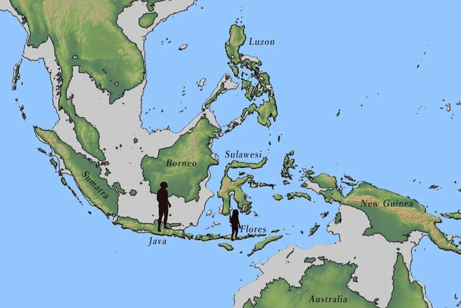 Homo Erectus And Homo Floresiensis