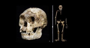 Homo Floresiensis Featured Image