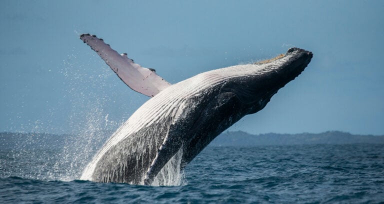 Humpback Whale Featured Image
