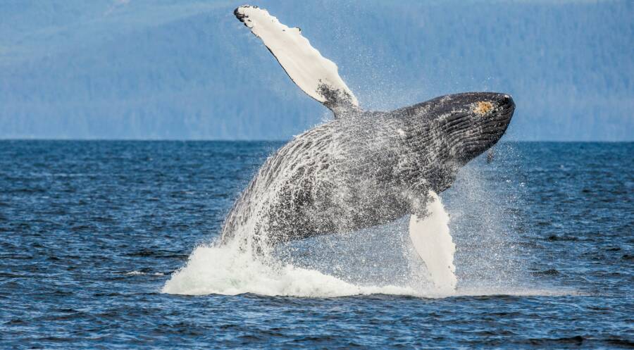 Humpback Whale