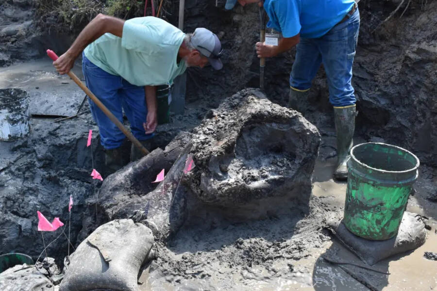 Iowa Mastodon Skull