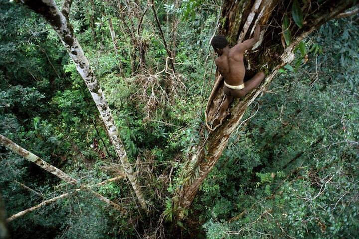 Korowai Man In A Tree