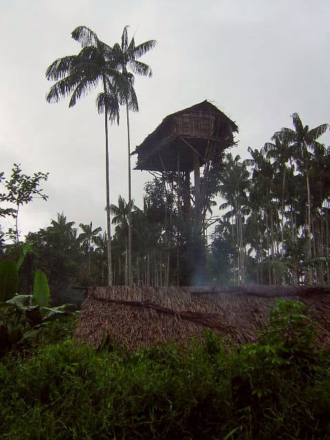 Korowai Treehouse