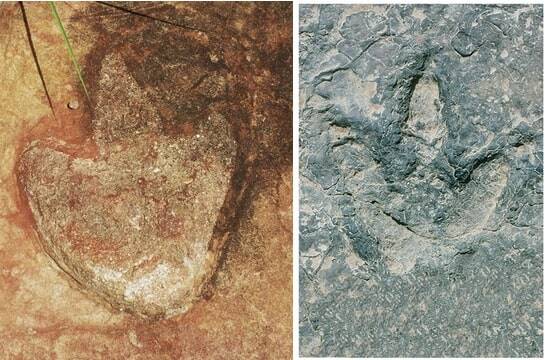 L Theropod Footprints