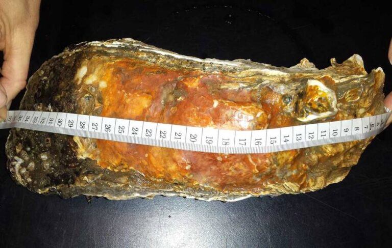 'Monster' Five-Pound Oyster Harvested Off The English Coast