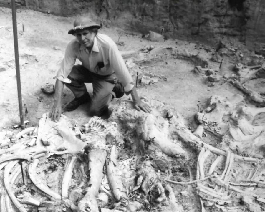 Mammoth Bones In Waco