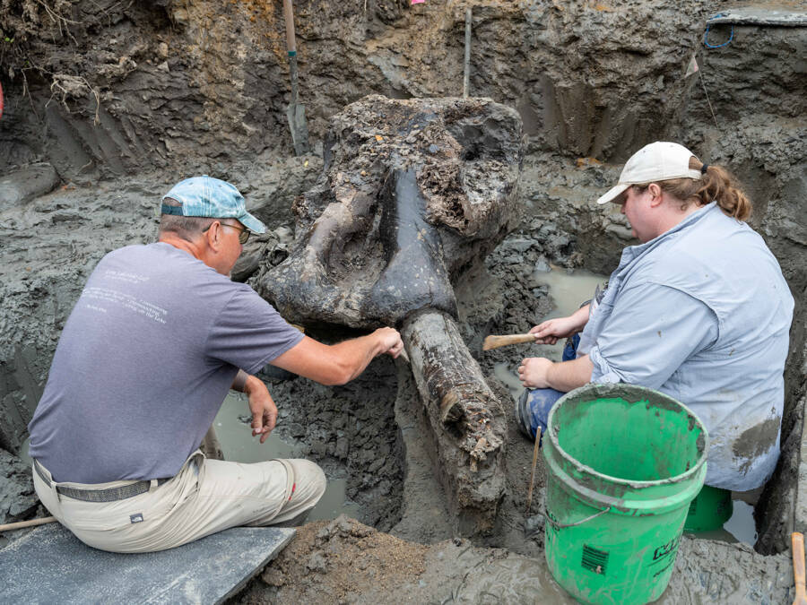 Mastodon Tusk Cleaning