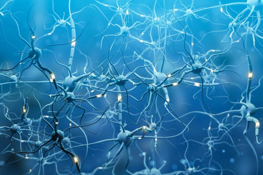 Neurons In The Brain