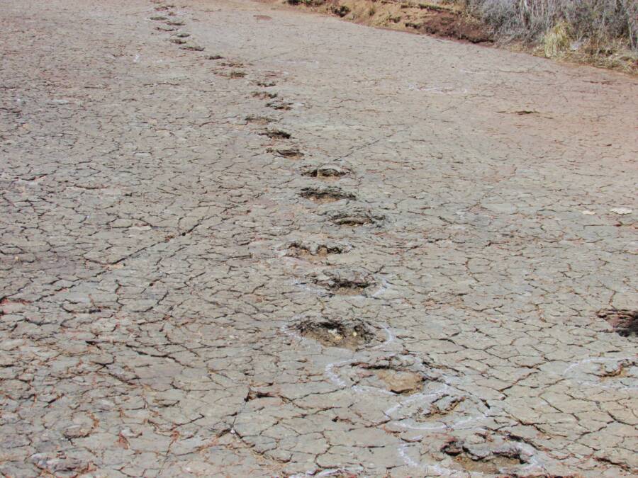 Sousa Basin Dinosaur Footprints