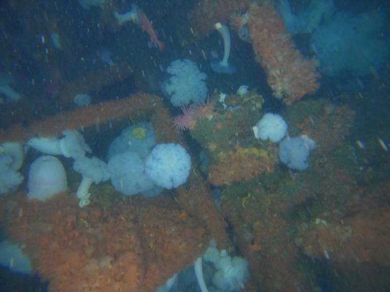 Japanese Shipwreck From Battle Of Attu