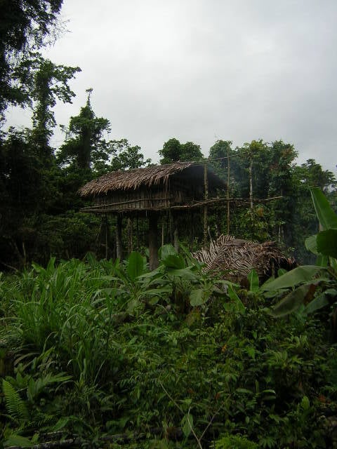 Treehouse In The Jungle