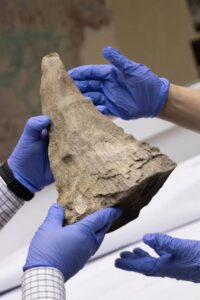 Siberian Gold Miners Find A Prehistoric Woolly Rhino Mummy