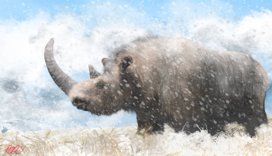 Woolly Rhinoceros