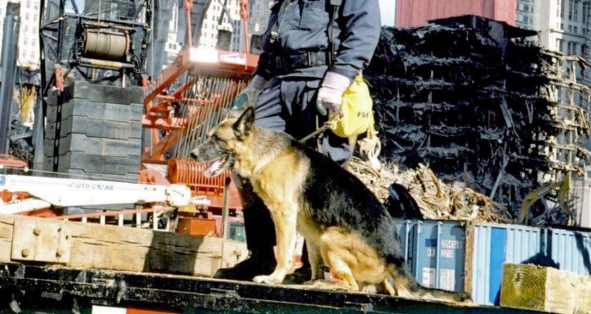 7 Fearless Rescue Dogs Who Risked Their Lives To Help The Victims Of 9/11