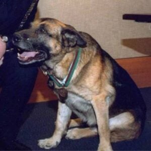 9/11 Rescue Dogs: The Heroic Canines Who Helped Save Lives