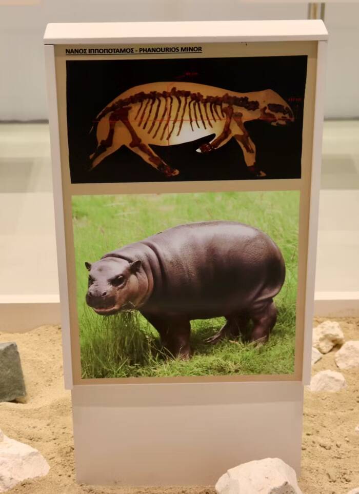 Dwarf Hippos