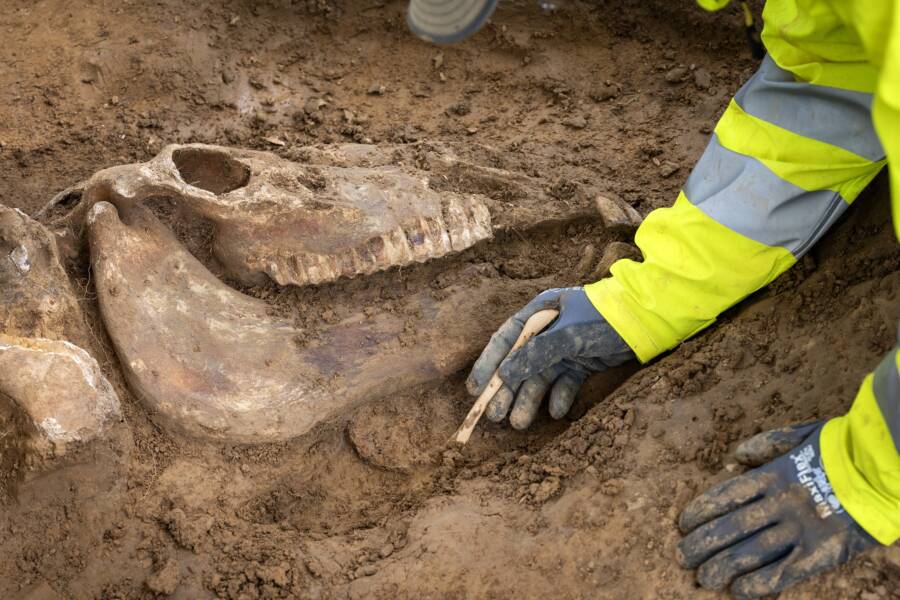 Excavating A Horse Skeleton