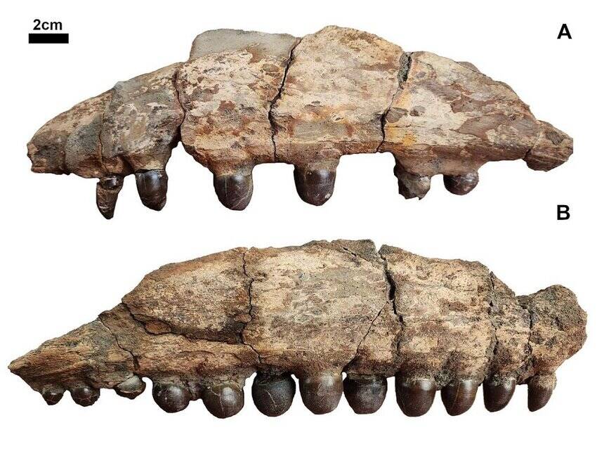 Left Maxilla Bone