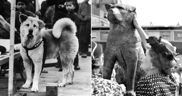 Hachiko Alongside Statue Featured