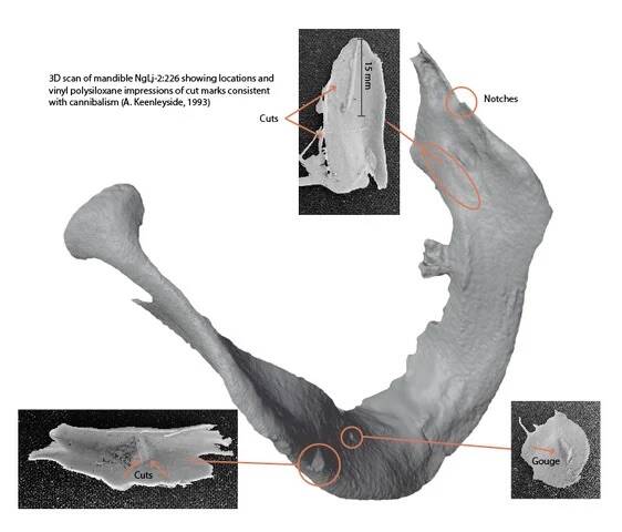 James Fitzjames Mandible