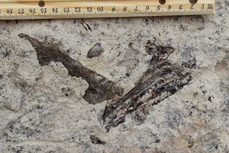 Building At A Los Angeles Top College Unearths Tens of millions Of Prehistoric Fossils In A ‘As soon as-In-A-Century’ Discovery