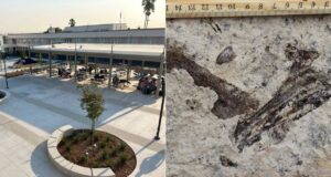 San Pedro High School Fossils Featured