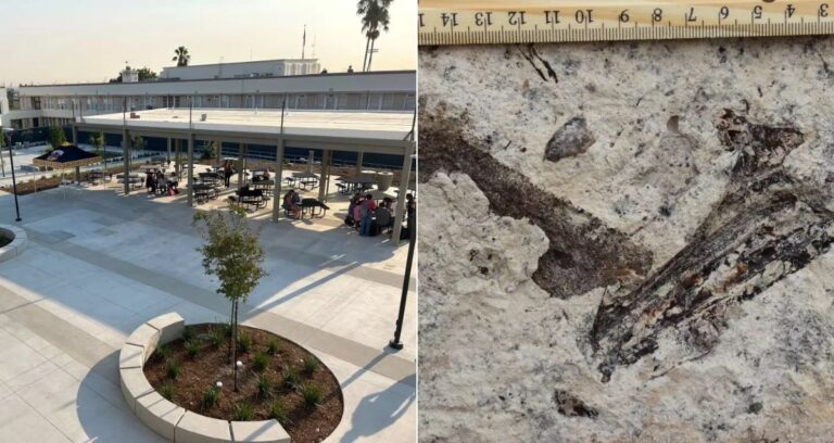 San Pedro High School Fossils Featured