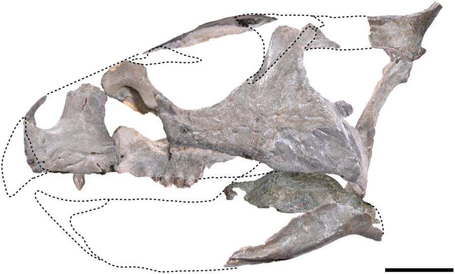 Sasayamagnomus Saegusai Skull