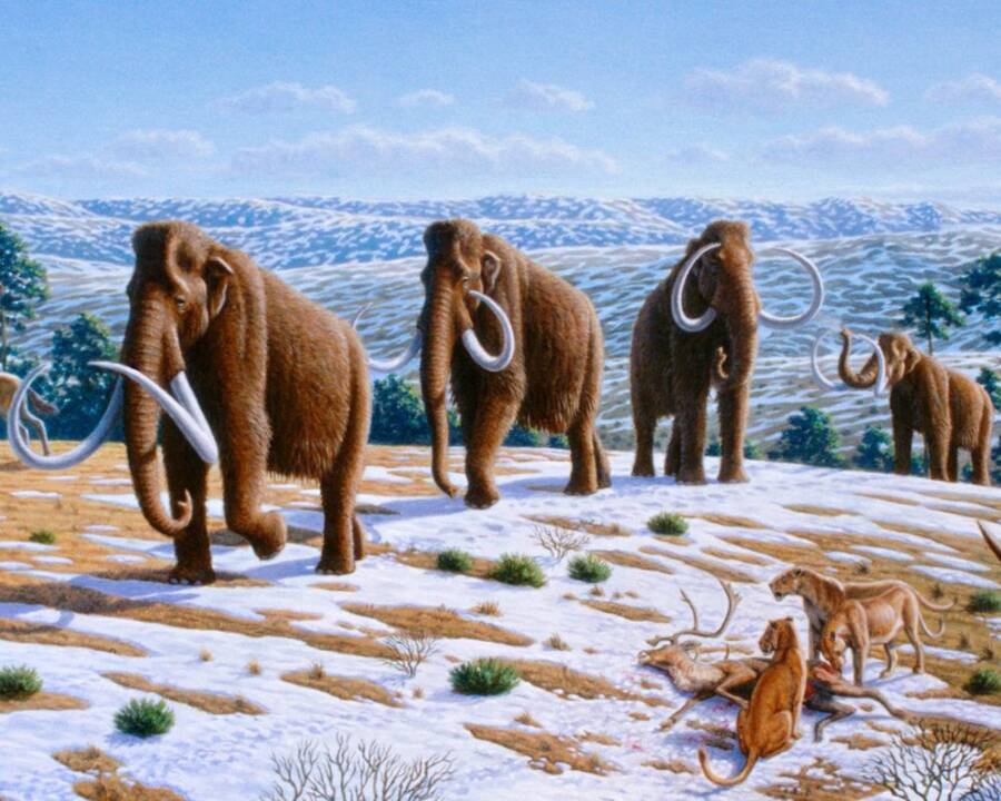 Why Did Woolly Mammoths Go Extinct