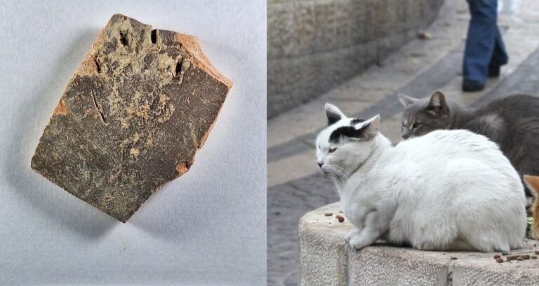 Cat Kneading Featured