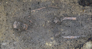 Featured Celtic Princely Remains