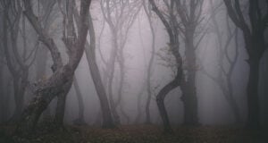 Featured Hoia Baciu In Fog