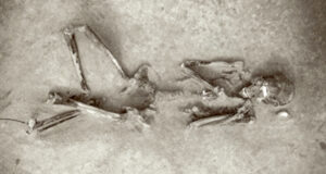 Featured Yayoi Skeleton