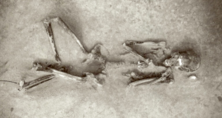 Featured Yayoi Skeleton