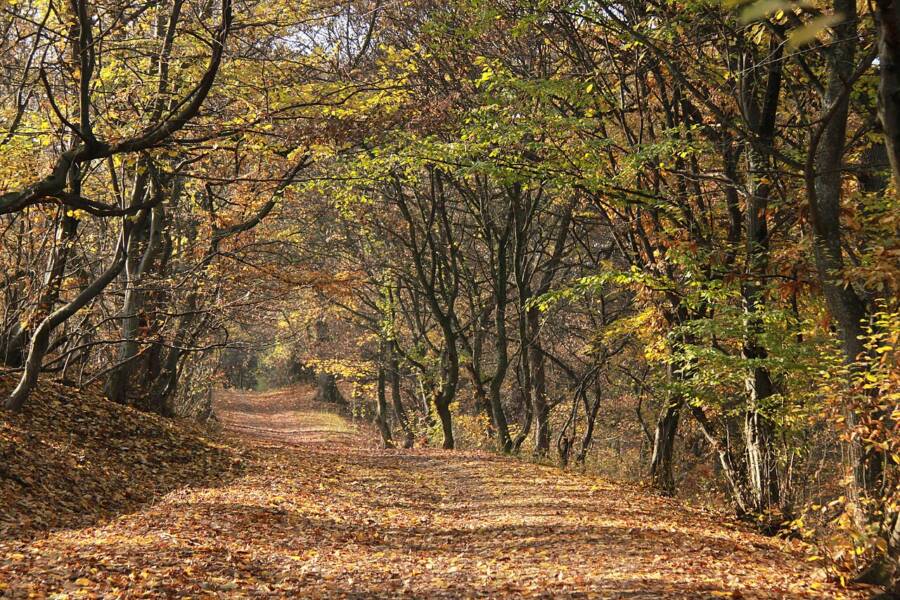 Hoia Baciu Forest