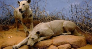 Man Eaters Of Tsavo Featured Image