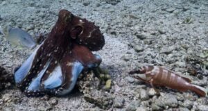Octopus Fish Hunting Parties Featured