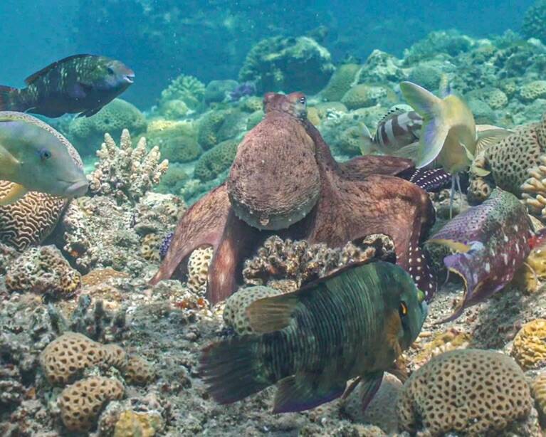 Octopus Fish Hunting