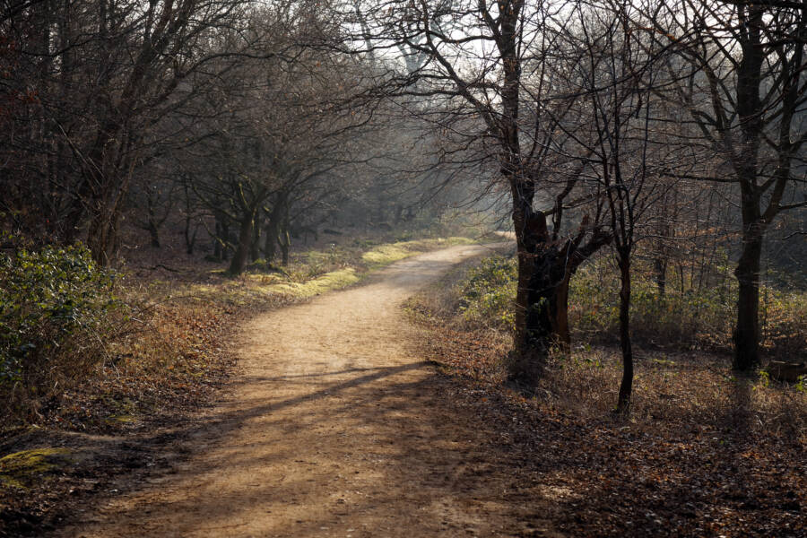 Haunted Forests Epping Forest