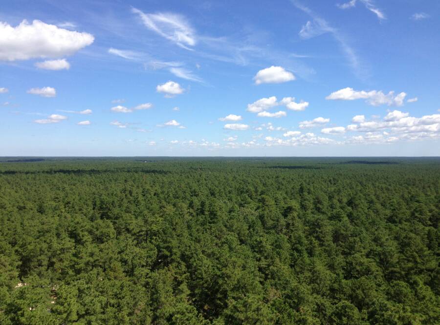 Pine Barrens From Above