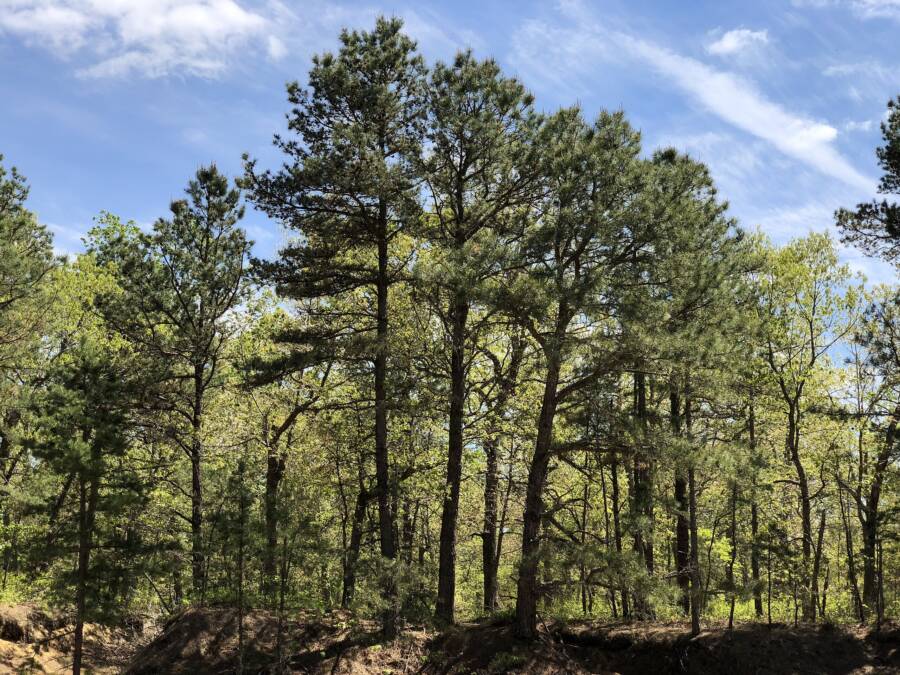 Pine Barrens Haunted Forests