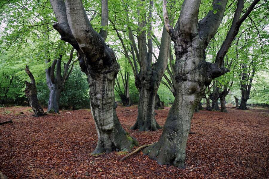 Pollards In Epping Forest